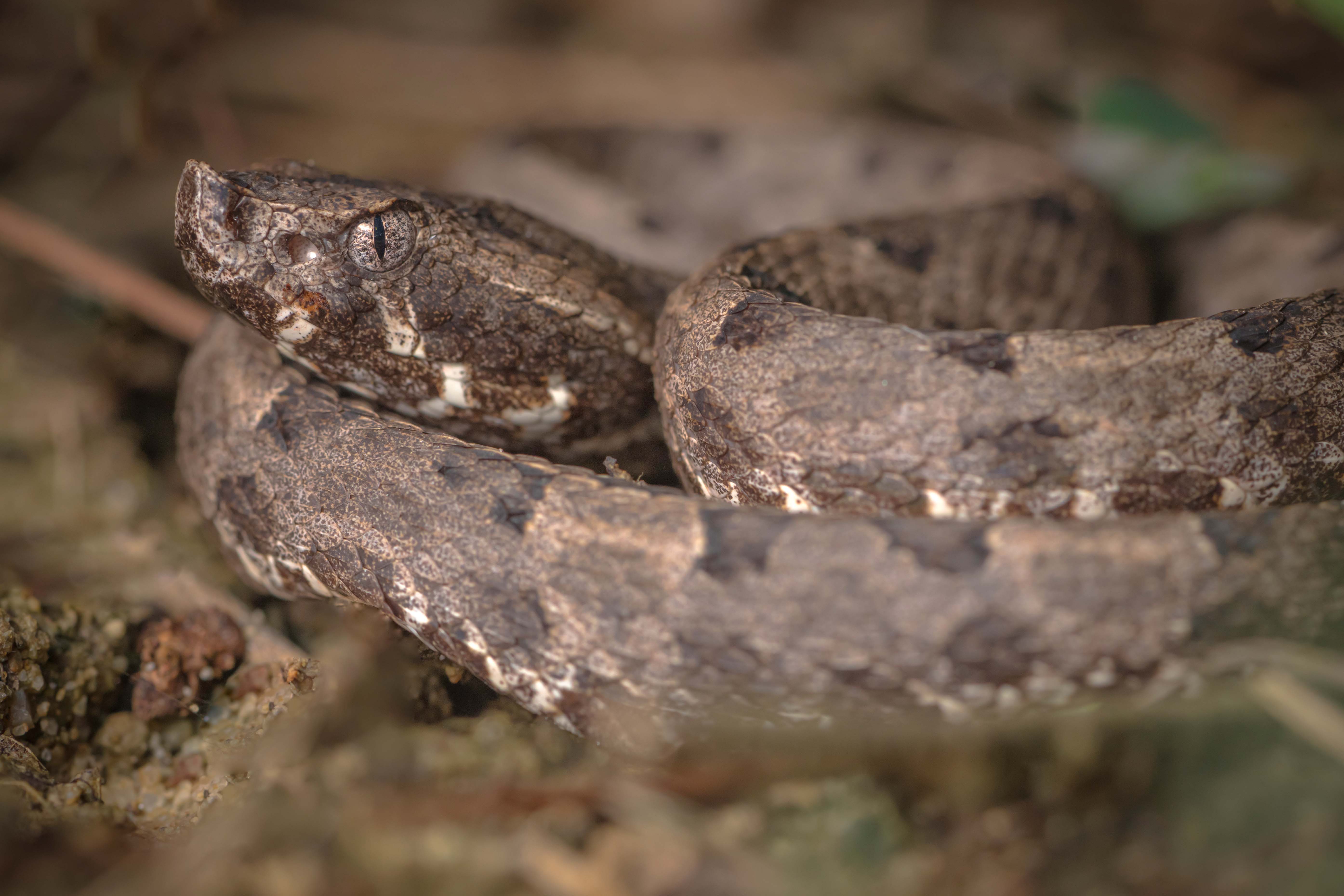 Tour Reptiles del Magdalena